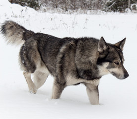 dog on a background of white snow