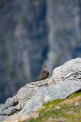 Rock Ptarmigan Bird well camouflaged against the mountains of beautiful Lofoten, Norway. Birdwatching Lofoten Traveling in Norwegian beautiful Landscapes.