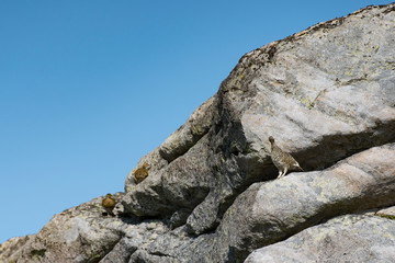 Fototapeta na wymiar Rock Ptarmigan Bird well camouflaged against the mountains of beautiful Lofoten, Norway. Birdwatching Lofoten Traveling in Norwegian beautiful Landscapes.