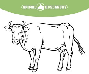 breeding cow. animal husbandry. livestock vector illustration on a white