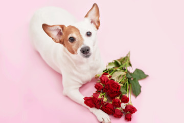 Valentines Day romantic background with heart and flowers. Valentine Card with copy space. Flowers roses and dog Jack Russell on pink background. Valentine's day greeting card template February 14