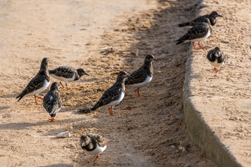 Ruddy Turnstones (Arenaria interpres) on a beach in Broadstairs Kent