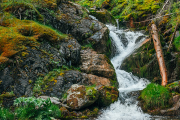 Scenic landscape with beautiful waterfall in forest among rich vegetation. Atmospheric woody scenery with fallen tree trunk in mountain creek. Spring water among wild plants and mosses on rocks.