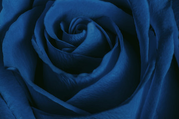 Abstract flower background. Blue rose flower leaves. macro shot of fresh rosa for symbol of love, prosperity, or immortality concept