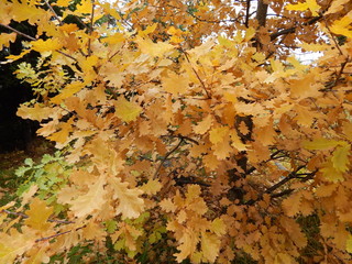 Oak branches with bright yellow autumn leaves close-up