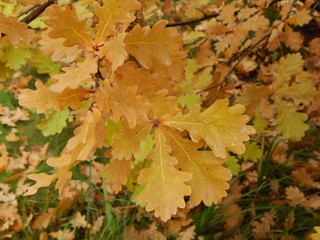 Oak branches with bright yellow autumn leaves close-up