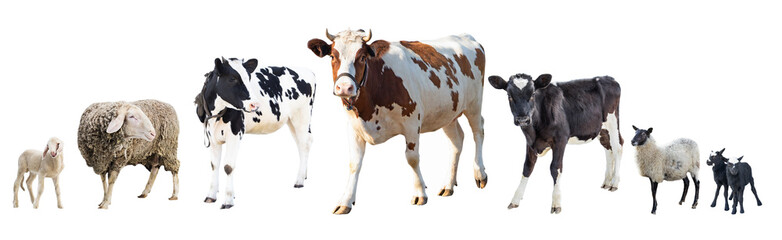 Farm animals on a white background, farm animals, a cow on a white background, sheep on a white...