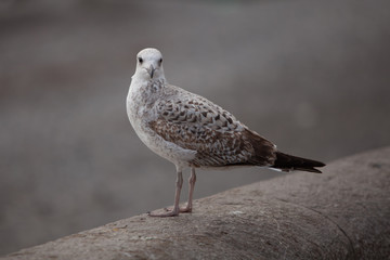 seagull on a post