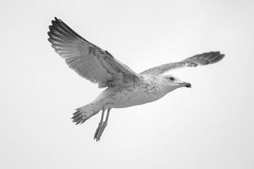 flying seagull isolated on white background