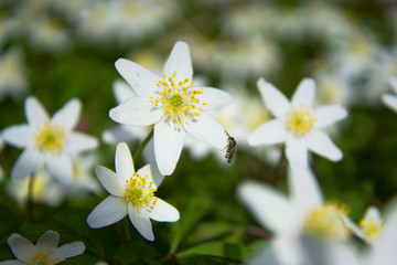 Spring blossom scene - Wood anemone blooming 