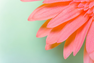 Fototapeta premium Beautiful fresh gerbera flowers with dew drops on the petals.