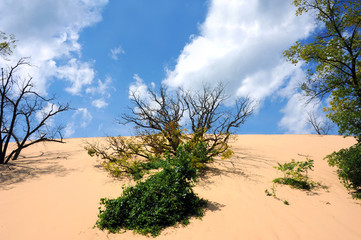 Living and Moving Sand Dune