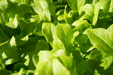 Fresh Lettuce leaves in a bowl isolated on White Background.	
