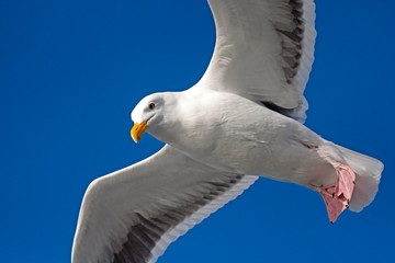 California gull in flight - close up