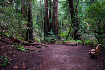 Fototapeta premium Clearing In Woods