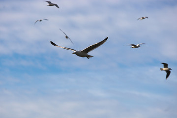 Fototapeta premium Oiseaux