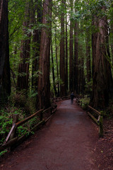 Path in woods
