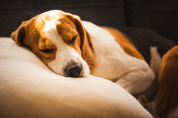 Obraz premium Funny Beagle dog tired sleeps on pillow on couch. Pet on furniture concept.