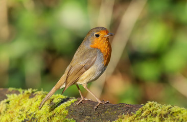 Close up of a Robin (Erithacus rubecula).  Taken at my local nature reserve in Cardiff, Wales, UK
