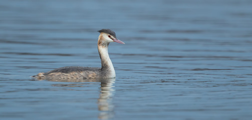Great Crested Grebe Swimming