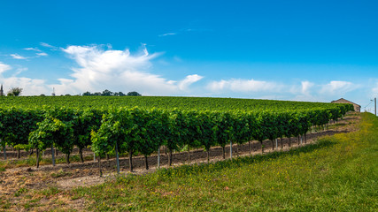 Winnica w rejonie Cognac, Francja