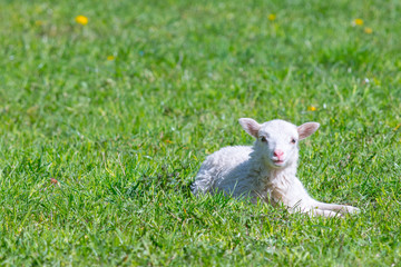 Cute Lamb happy smiling in grass field- Baby lamb laying down in isolated green grass in the field of the countryside.