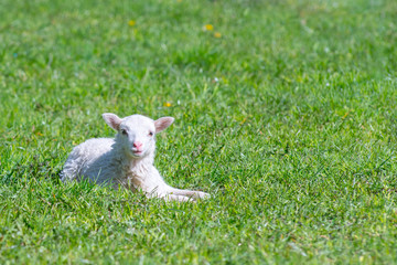 Naklejka na ściany i meble Cute Lamb happy smiling in grass field- Baby lamb laying down in isolated green grass in the field of the countryside.