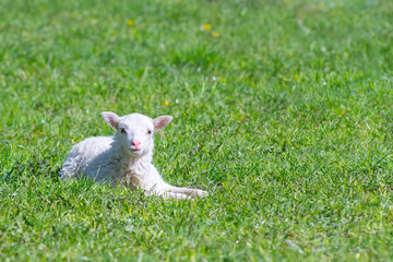 Cute Lamb happy smiling in grass field- Baby lamb laying down in isolated green grass in the field...