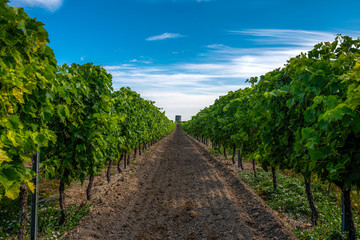 Fototapeta na wymiar Winnica w rejonie Cognac, Francja