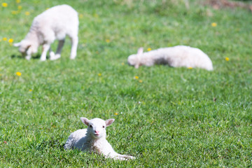 Cute Lamb happy smiling in grass field- Baby lamb laying down in isolated green grass in the field...