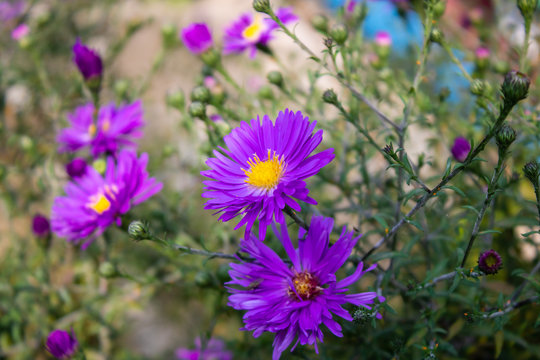 Bright purple flower with a yellow center