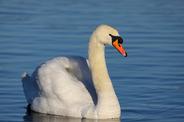 A beautiful elegant Mute Swan (Cygnus olor) swimming on blue water.  Taken at my local park in Cardiff, Wales, UK