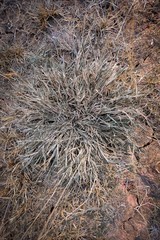Pattern and texture of hay 