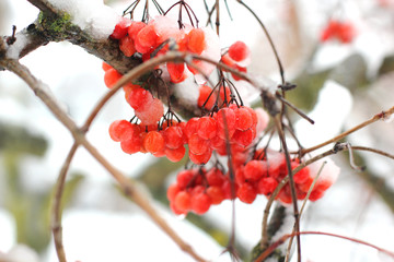 Viburnum In The Snow. Beautiful winter