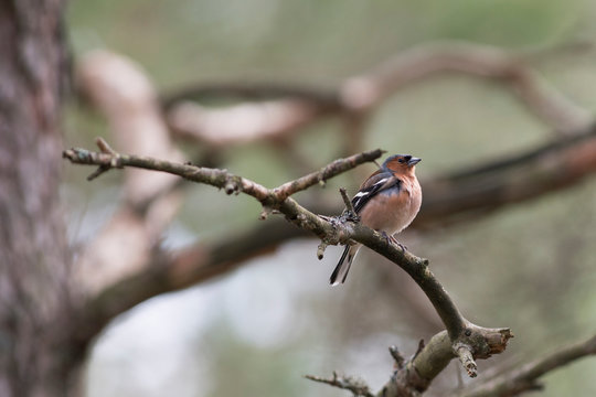 Common chaffinch bird portrait - Small Bird Sitting on branch in tree canopy showing of beautiful color Plumage.