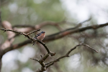 Common chaffinch bird portrait - Small Bird Sitting on branch in tree canopy showing of beautiful color Plumage.