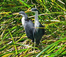 Great Heron