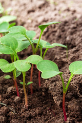 Spring seedlings. Low sprouts of radish  grown at home in boxes. The sprouts of pepper grown from seed