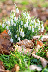 Wild white snowdrops growing from the forest ground