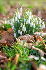Wild white snowdrops growing from the forest ground