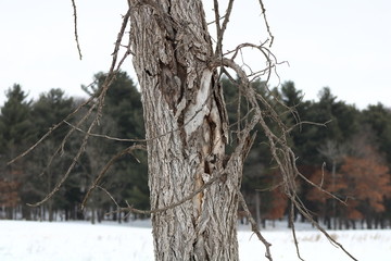 Dead Elm Tree in winter caused by Dutch Elm Disease (DED) (Ophiostoma ulmi)