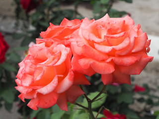 Some of lush roses on one stalk