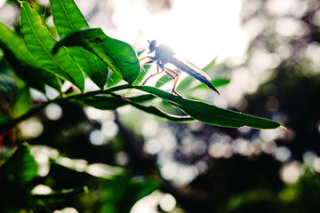 Erax barbatus, horsefly perched on some leaves in a Mediterranean forest in Valencia.