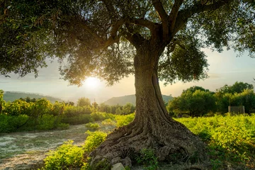  een olijfboom genomen bij zonsondergang in griekenland © Armin Staudt