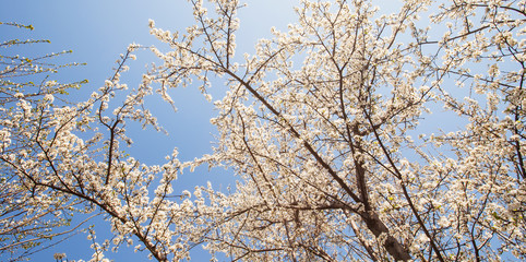Blooming tree spring
