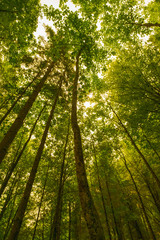Fototapeta na wymiar Low angle shot of trees with sun flaring through green leaves