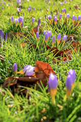 View of meadow full of crocus flowers, landscape scenery