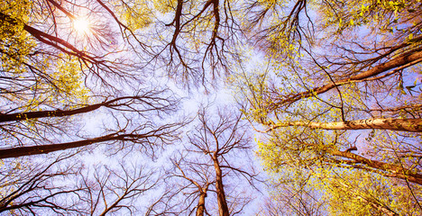 Forest tree branches blue sky