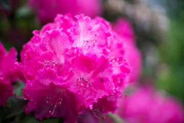Water drops Rhododendron flower closeup.