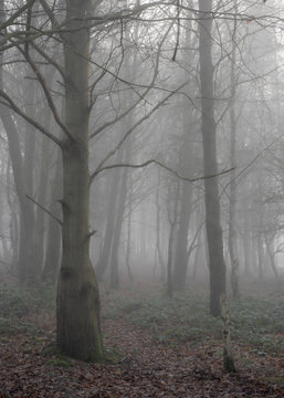 Misty, foggy, eary forest landscape